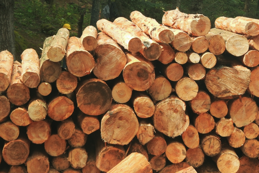 kayu albasiah vs kayu borneo racuk