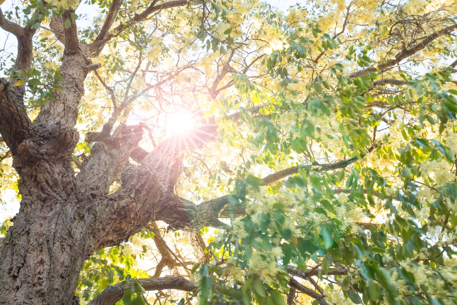 kayu meranti kalimantan