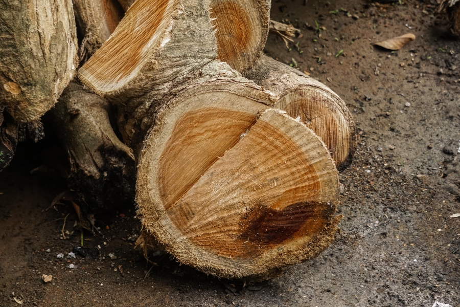 kayu sungkai vs jati