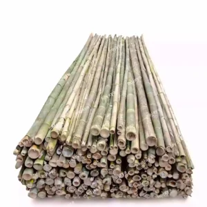 Bambu