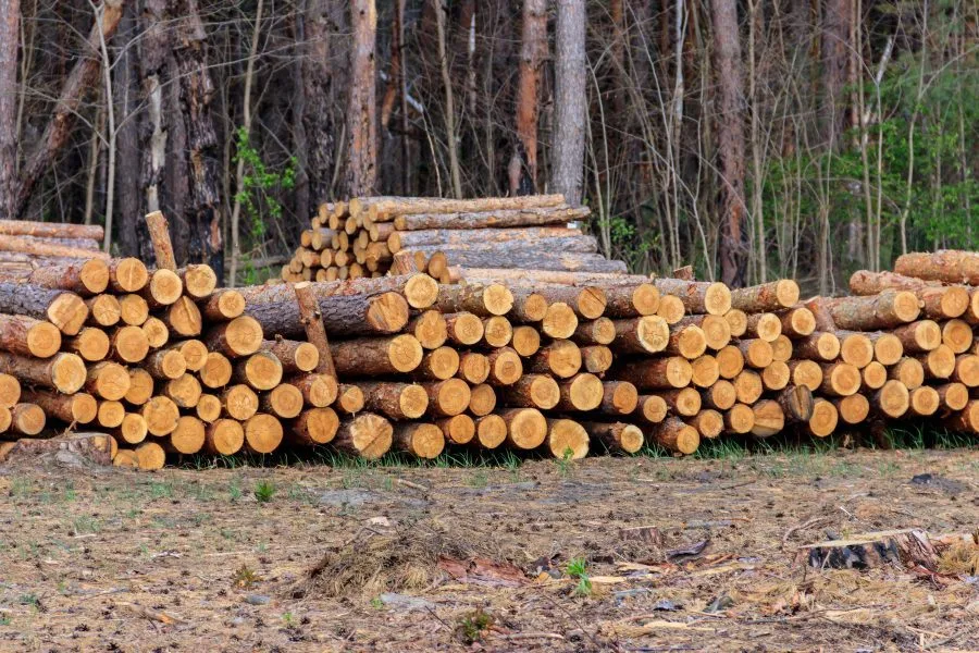 Kayu Lokal
