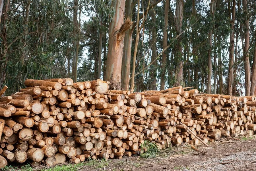 kayu borneo sumatra vs borneo kalimantan