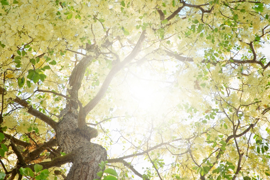 manfaat pohon meranti